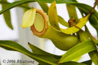 pitcherplant.KI8Q9227.jpg (122850 bytes)