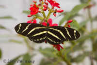 zebra-longwings.top.KI8Q9130.jpg (186471 bytes)