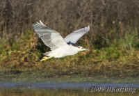 bcnh.flight.KI8Q3356.opt.jpg (174846 bytes)