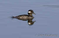 bufflehead.fem.KI8Q3398.opt.jpg (118278 bytes)