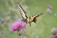 butterfly.yellow-blk.onthistle.millercanyon.CRW_2071.jpg (112937 bytes)