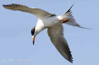 commontern.070606.KI8Q6401.jpg (101653 bytes)