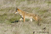 coyote-alert._I8Q1368.jpg (199091 bytes)