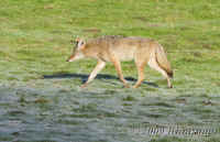 coyote.KI8Q3179.opt.jpg (217480 bytes)