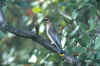 80173.sld21.waxwing-crop.800px.jpg (104585 bytes)