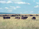cape-buffalo.3-7.800px.jpg (88807 bytes)