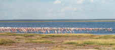 flamingos.7-21.900px.jpg (65630 bytes)