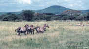 zebras.3-18.800px.jpg (74086 bytes)
