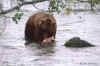 bear-with-salmon.film0062-1a.jpg (94962 bytes)