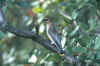 80173.sld21.waxwing-crop.800px.jpg (103828 bytes)