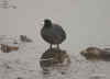coot.08jan04.2005.jpg (106575 bytes)