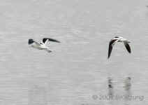 flight.avocets-2.crop.8934.jpg (137827 bytes)