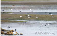 flight.avocets.9023.jpg (129928 bytes)