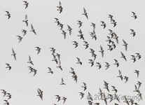 flight.plovers.crop.8919.jpg (128019 bytes)