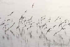 flight.plovers.rippledreflections.8925.jpg (131755 bytes)