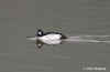 goldeneye.08jan04.2010.jpg (127493 bytes)