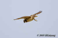 owl.1flying.tightcrop.KI8Q6207.jpg (86366 bytes)