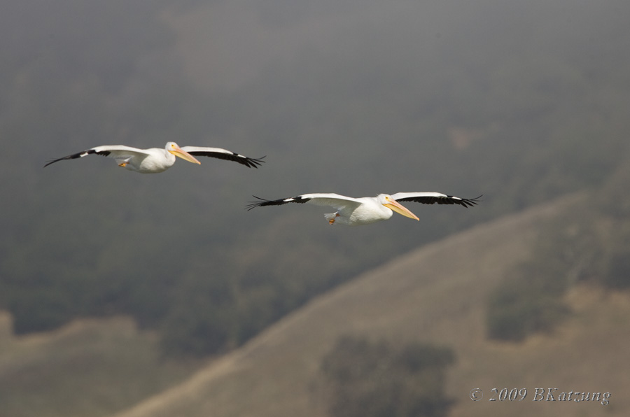 Pelicans in flight