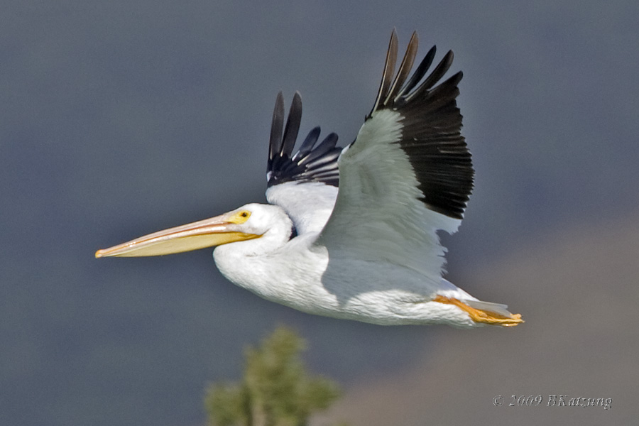 Single pelican in flight