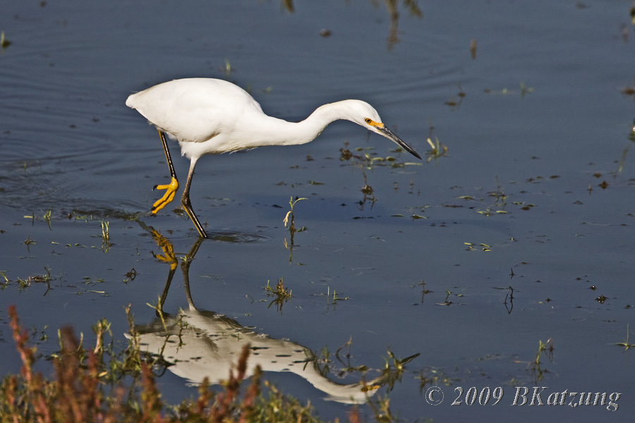 A snowy egret