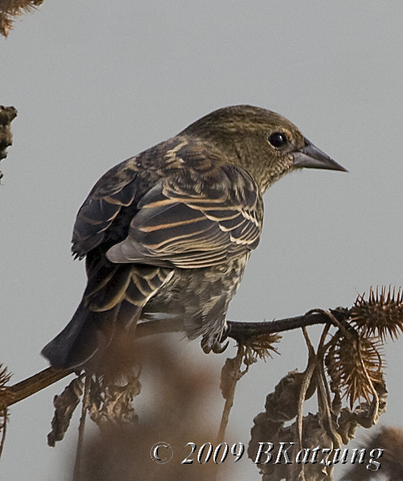 Sparrow, unidentified species