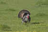 wild turkey.4738.jpg (128422 bytes)