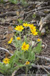 ArrowleafBalsamroot.Bryce.6344.jpg (120767 bytes)