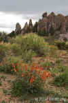 Globemallow+StandingStones.RedCanyon.600px.6093.jpg (135953 bytes)