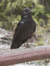 RavenOnFence.Bryce.6286.jpg (114993 bytes)