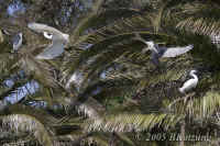 3egrets+2bcnherons.KI8Q4080.jpg (163306 bytes)