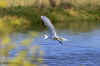 GreatEgret-flying-banking.0082.jpg (152991 bytes)