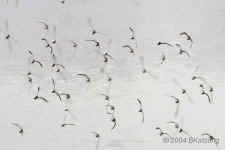 flight.12x8crop.GEM.8910.jpg (135079 bytes)