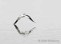 flight.avocet-1.crop.9035.jpg (111809 bytes)