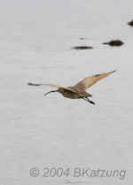 flight.curlew-1.crop.8938.jpg (74199 bytes)