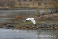 flight.gull.8981.jpg (128661 bytes)