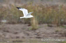 flight.gull.crop.8982.jpg (140061 bytes)