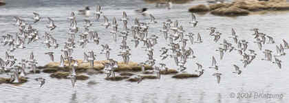 flight.plovers.againstshoreline.panoramcrop.8929.jpg (132593 bytes)