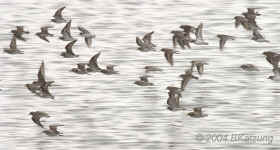 flight.plovers.panoram.9005.jpg (145143 bytes)