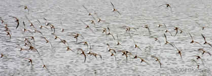 flight.plovers.panoramacrop.9010.jpg (142130 bytes)