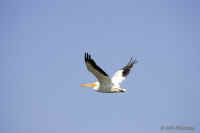 pelicanflight.LasGallinas.KI8Q6557.jpg (86995 bytes)