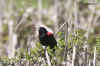 red-winged blackbird.4729.jpg (126000 bytes)