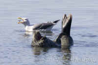 seal+gull.KI8Q7735.jpg (123191 bytes)