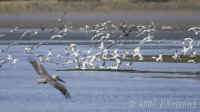 terns-massflight+pelican.KI8Q7801.jpg (121798 bytes)