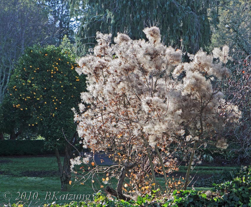 Smoke bush in Gerstle Park