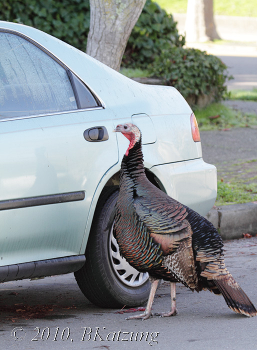 The wild turkey of Gerstle Park