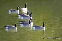 c-geese-inwater.sidelit.KI8Q3605.opt.jpg (165167 bytes)