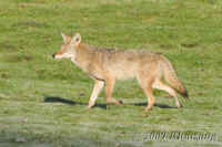 coyote.KI8Q3184.opt.jpg (233671 bytes)