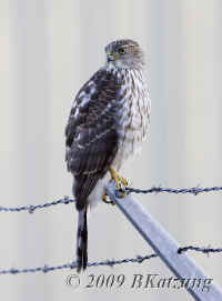 hawk.KI8Q3200.opt.jpg (113655 bytes)