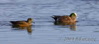 widgeons.KI8Q3227.opt.jpg (133353 bytes)