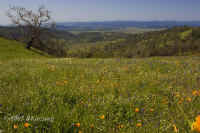 AlexanderVlly.vista+poppies+tree.KI8Q3530.jpg (165669 bytes)